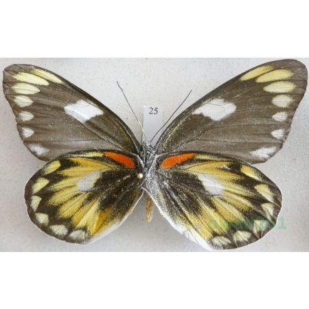 Delias zebuda Hewitson, 1862 female reverse Indonesia, Sulawesi25